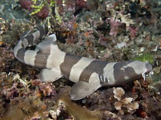 Juvenile Brown-banded Bamboo Shark, Chiloscyllium punctatum,