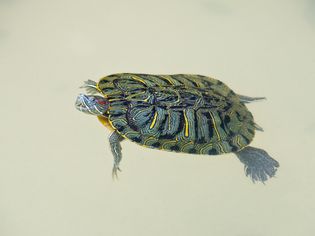A red-eared slider turtle swimming in its tank