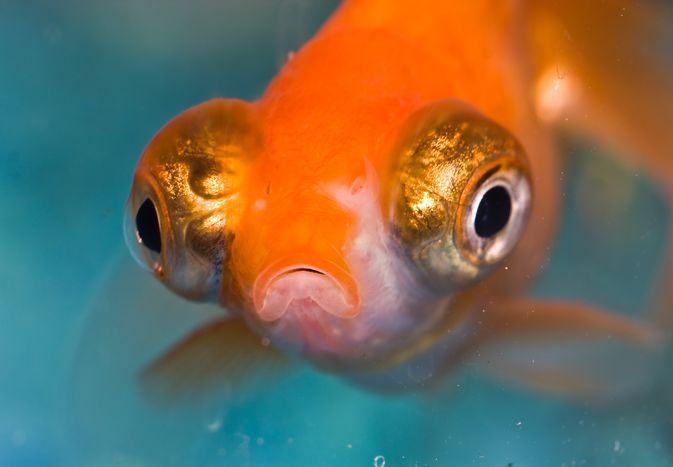 Goldfish with Popeye