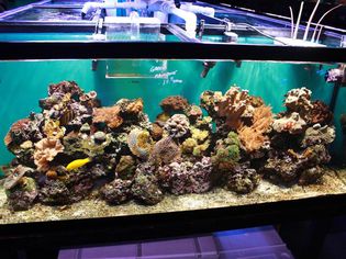 Saltwater reef aquarium