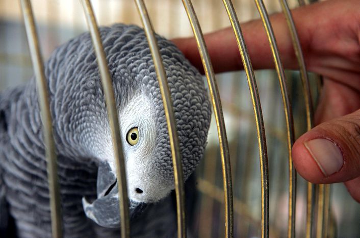 Flu Risk Sees Call For Ban On Bird Trade