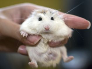 A white face roborovski dwarf hamster (pet) held