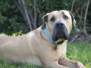 Boerboel African dog laying on grass