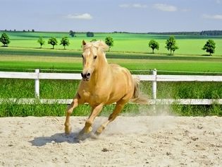 American quarter horse gallops