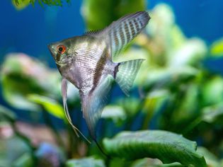 Silver and green striped angelfish swimming in tank with underwater foliage