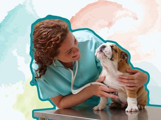 Veterinarian with dog 