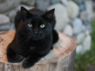 Black Cat on Tree Stump