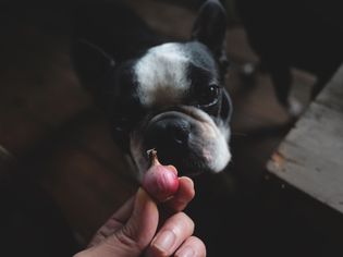Boston Terrier Sniffing a Shallot