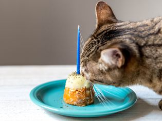 Brown striped cat eating birthday cake with candle