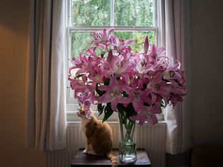 Cat and lilies