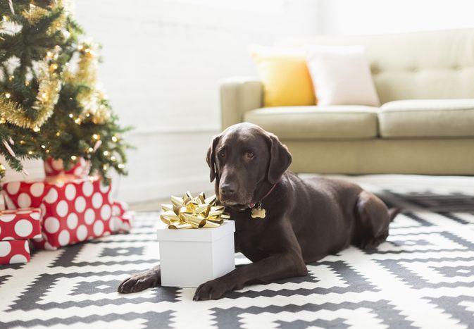 Chocolate Labrador lying on carpet next to Christmas tree