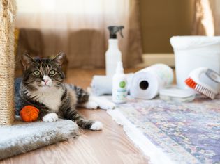 Brown and white cat next to scratching pole and orange ball and cleaning materials for messes
