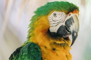 Close-up of a Catalina macaw, also called a Rainbow macaw
