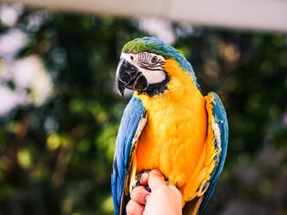 Close-Up Of Hand Holding A Bird