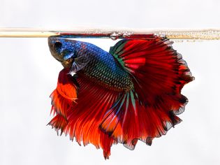 Siamese Fighting fish swimming against a white background.