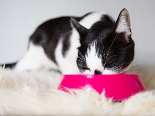 Cute cat eating at home from a pink cat bowl