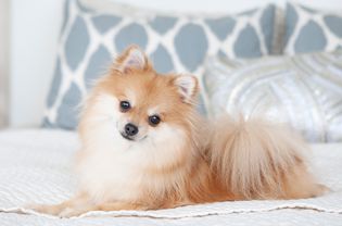 Light brown and white Pomeranian dog laying on bed