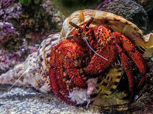 A hairy red hermit crab