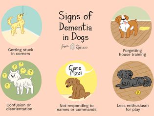 Signs of Dementia in Dogs