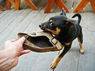 Puppy and owner playing tug with a sandal