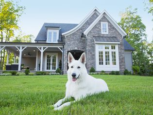 Dog laying in front of suburban house