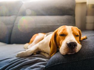 Tan & White beagle laying on a couch