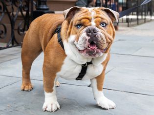 English bulldog with blue eyes wearing a leash outside