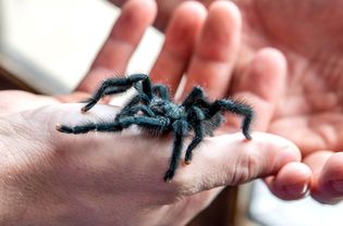 Black tarantula spider climbing person's hand closeup