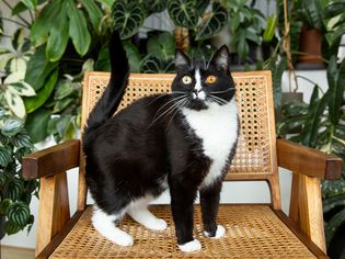 Black and white tuxedo cat standing on rattan chair surrounded with plants