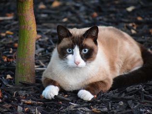 Snowshoe cat with distinct pointed markings