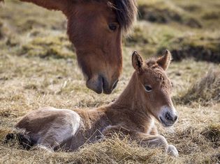 An older horse and a foal in hay