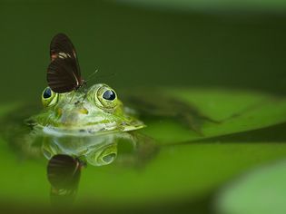 frog with butterfly on its nose