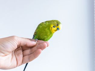 Funny budgerigar. Cute green budgie parrot sits on a finger and looking at the camera.