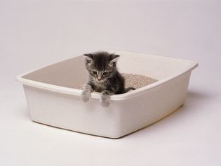Grey tabby kitten in a litter box with white background
