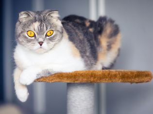 A cat sitting on a cat tree and looking into the camera.