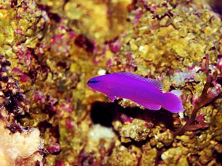 Orchid Dottyback on reef