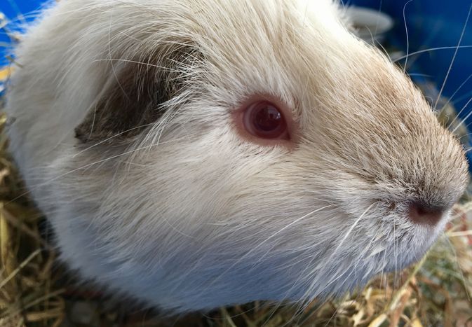 Himalayan guinea pig up close