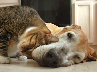 Tabby cat and great dane