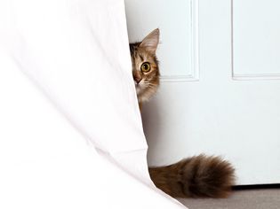 A cat hiding behind a curtain