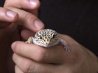 Man petting leopard gecko