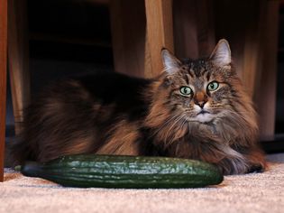 A long-haired cat with a cucumber