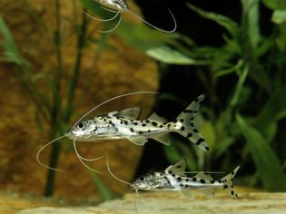 Two Pictus catfish in an aquarium