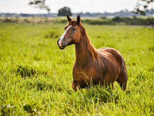 Are Horses Livestock or Companion Animals?