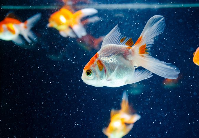 A white goldfish in its tank.