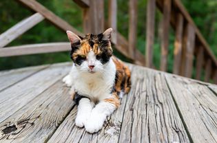 Calico and white cat lying on a deck.
