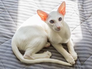 Oriental Shorthair Cat laying on a bed in the sun