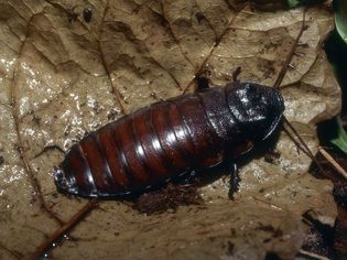 A Madagascar hissing cockroach