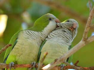 Pair of Quaker parrots in a tree