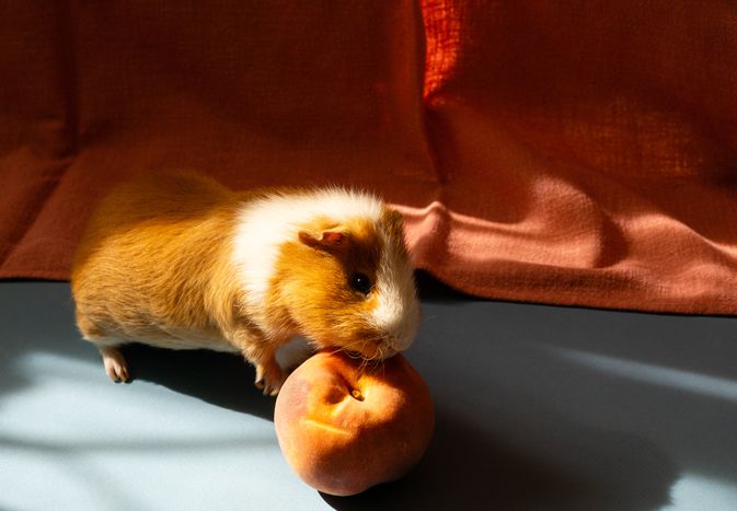 Guinea pig smelling a peach with sunlight streaming on it.