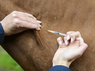 Horse getting injection